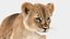 Animated Lion Cub 3D Models Fur | White and Natural Colors 3D model