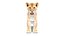 Animated Lion Cub 3D Models Fur | White and Natural Colors 3D model