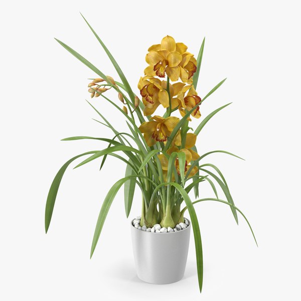 orchidpotyellow3dsmodel000.jpg