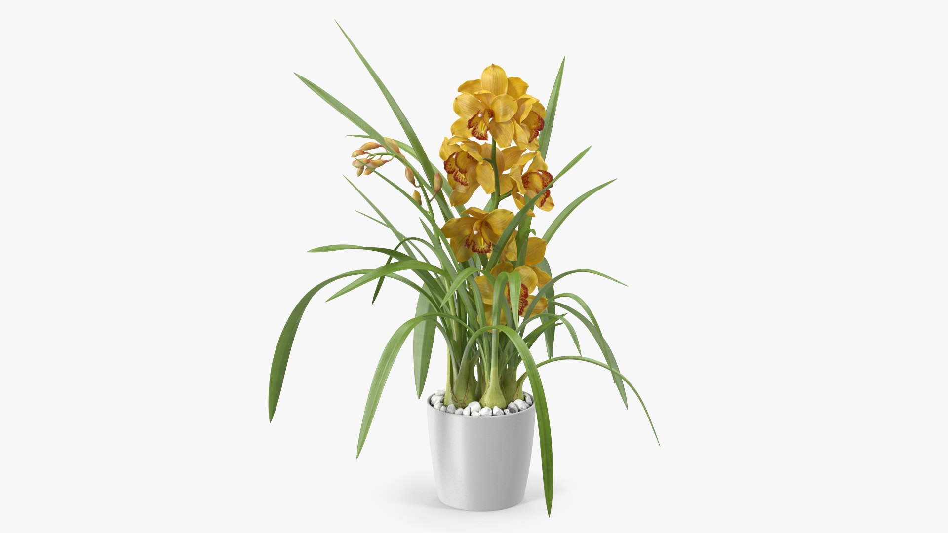 Orchid Pot Yellow 3D model preview