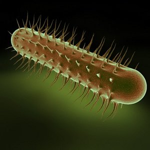 E Coli Bacteria Cell 1.max