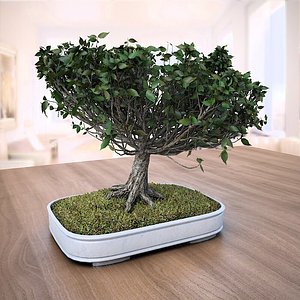 3D american elm bonsai tree