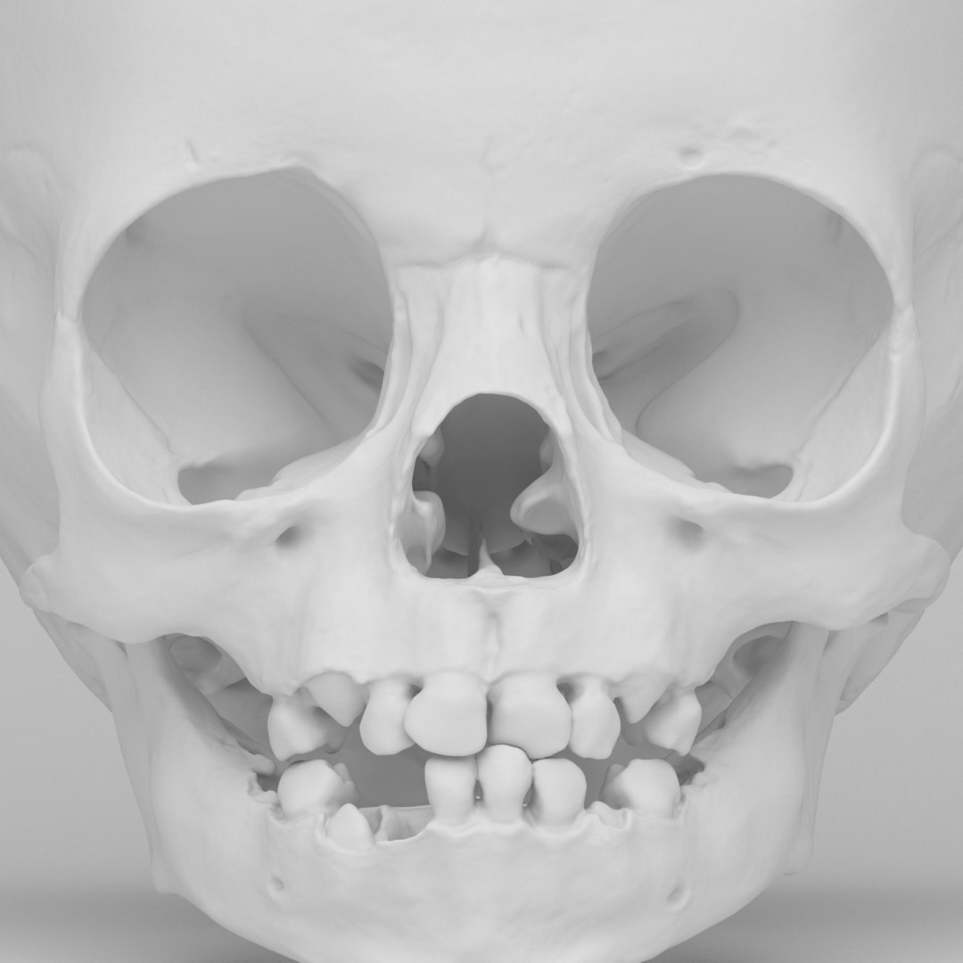 子供の頭蓋骨3Dモデル - TurboSquid 807604
