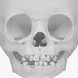 Child Skull