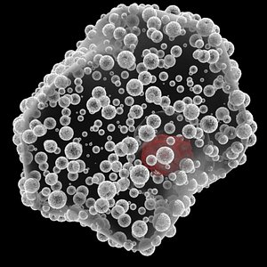 Macrophage