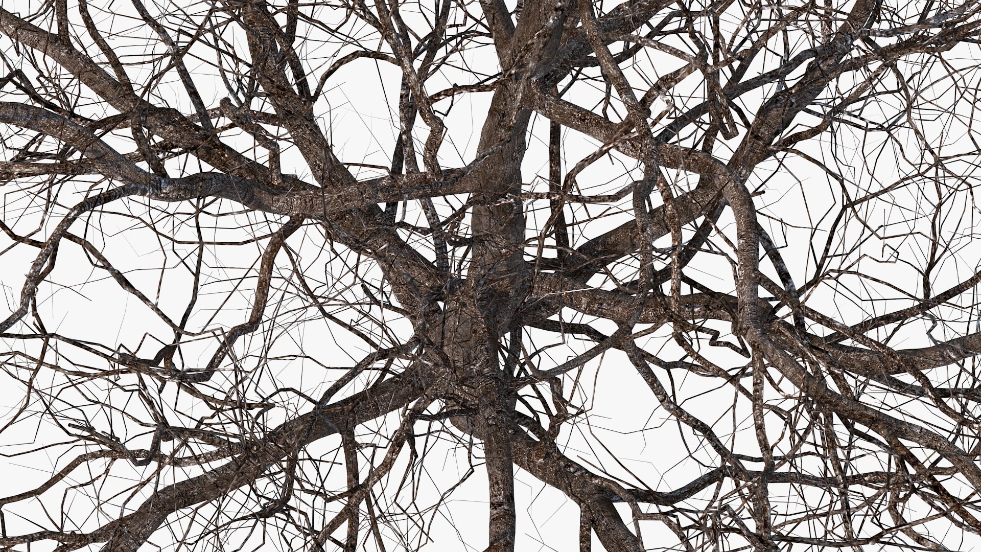 Winter Cherry Blossom Tree model https://p.turbosquid.com/ts-thumb/Y0/chH5wo/H8/winter_cherry_tree_012/jpg/1775561117/1920x1080/fit_q87/5af0a9eb0819b8265575dd490f75f458bd1475c4/winter_cherry_tree_012.jpg
