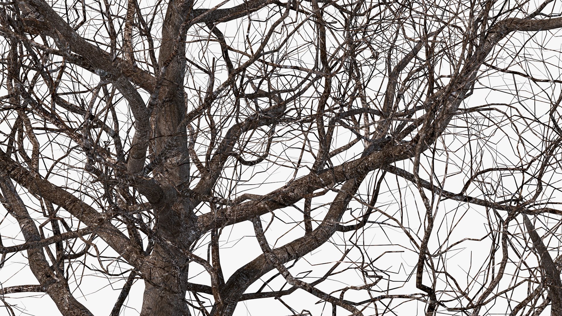 Winter Cherry Blossom Tree model https://p.turbosquid.com/ts-thumb/Y0/chH5wo/O2/winter_cherry_tree_009/jpg/1775561108/1920x1080/fit_q87/efe35e24bf0d884ff1ef72ba24bd5f31b9e444fd/winter_cherry_tree_009.jpg