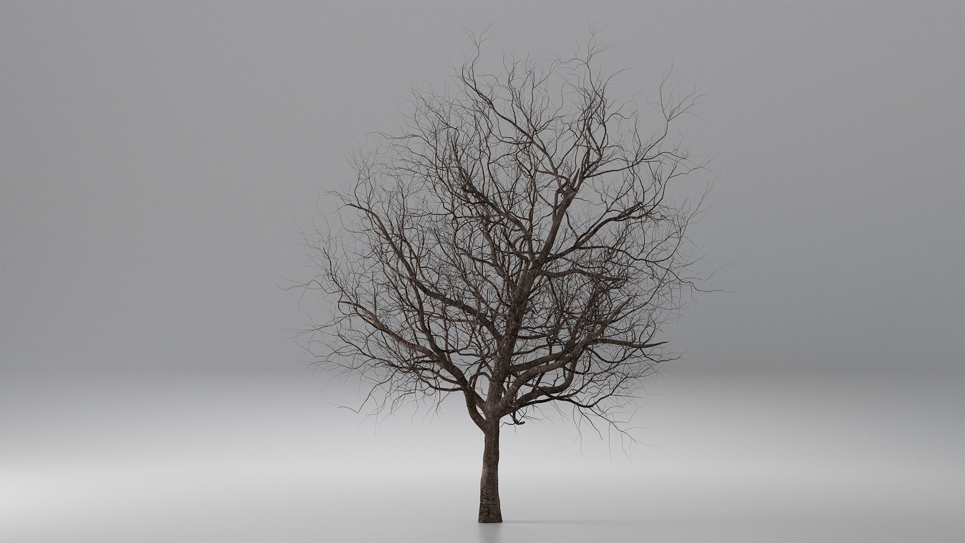 Winter Cherry Blossom Tree model https://p.turbosquid.com/ts-thumb/Y0/chH5wo/gD/winter_cherry_tree_003/jpg/1775561089/1920x1080/fit_q87/2d5987f2d7e53e94a5503673dd778bb0b09f202a/winter_cherry_tree_003.jpg