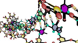 deoxyribonucleic acid max
