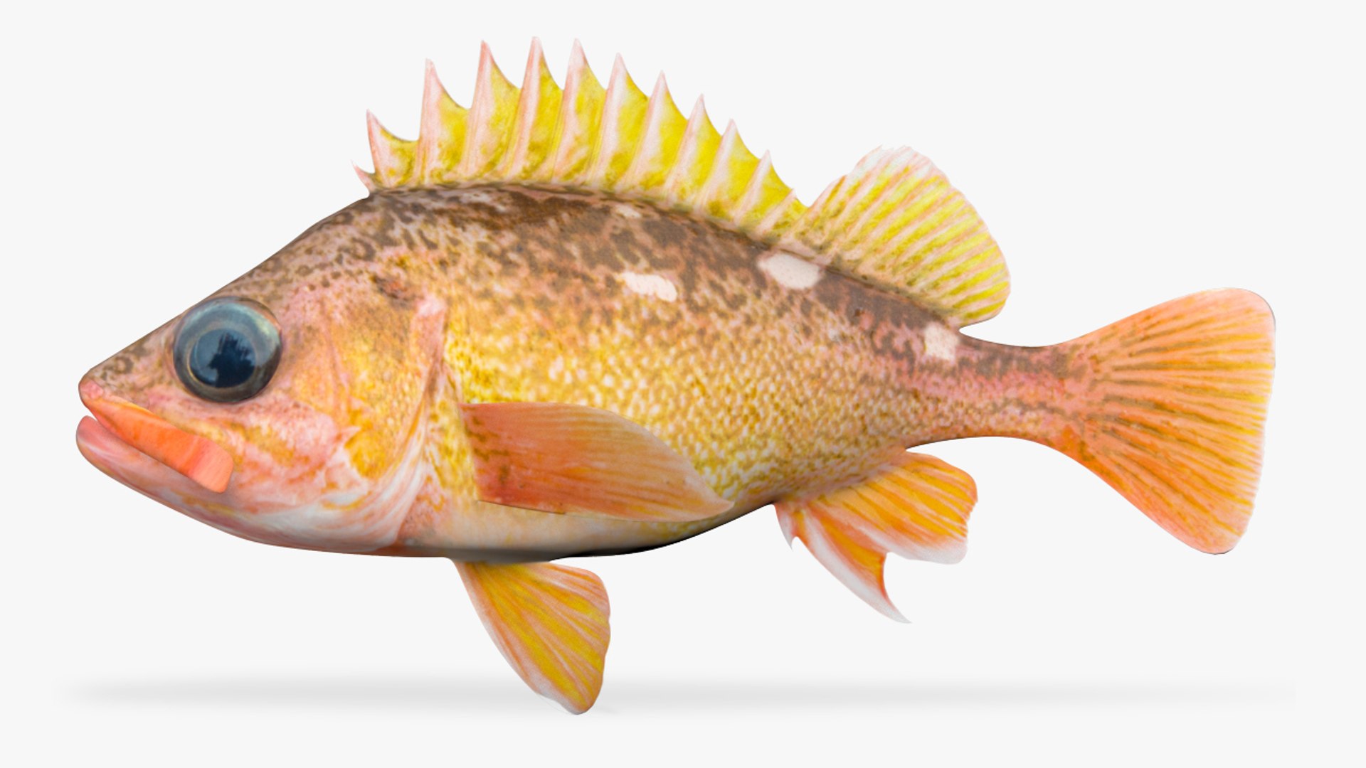 3D Honeycomb Rockfish - TurboSquid 1609867