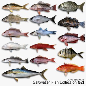 3d saltwater fish model