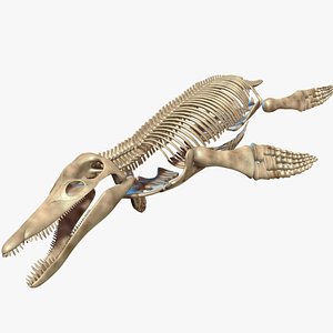 kronosaurus pliosaur skull skeleton model