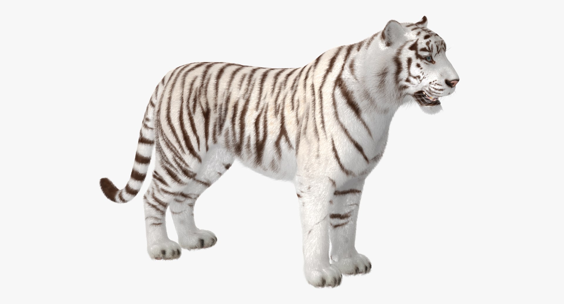 White Tiger Fur 3D Model - TurboSquid 1271728