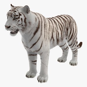 white tiger fur 3D model