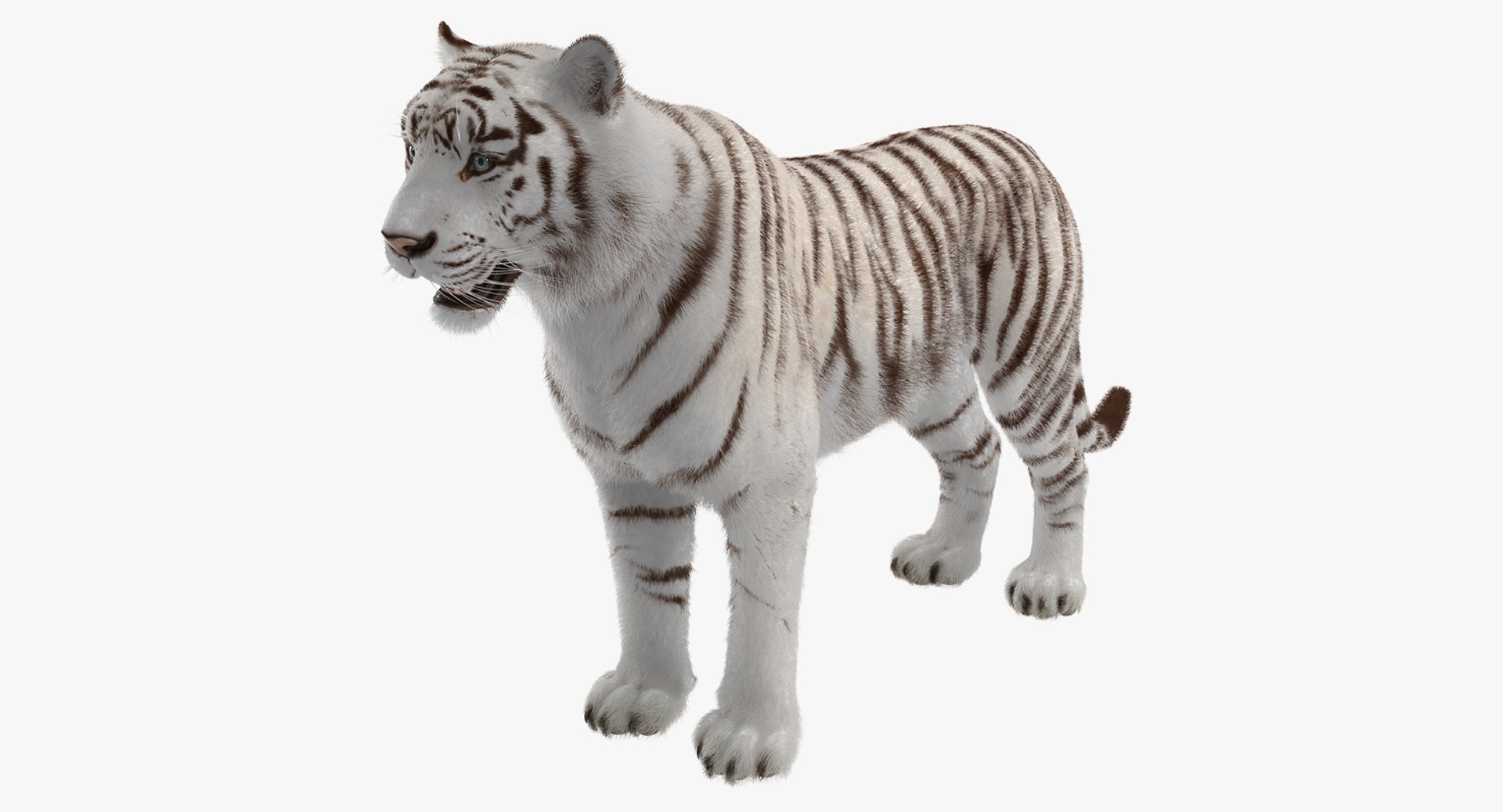 White Tiger with Fur 3D Model 3D model preview