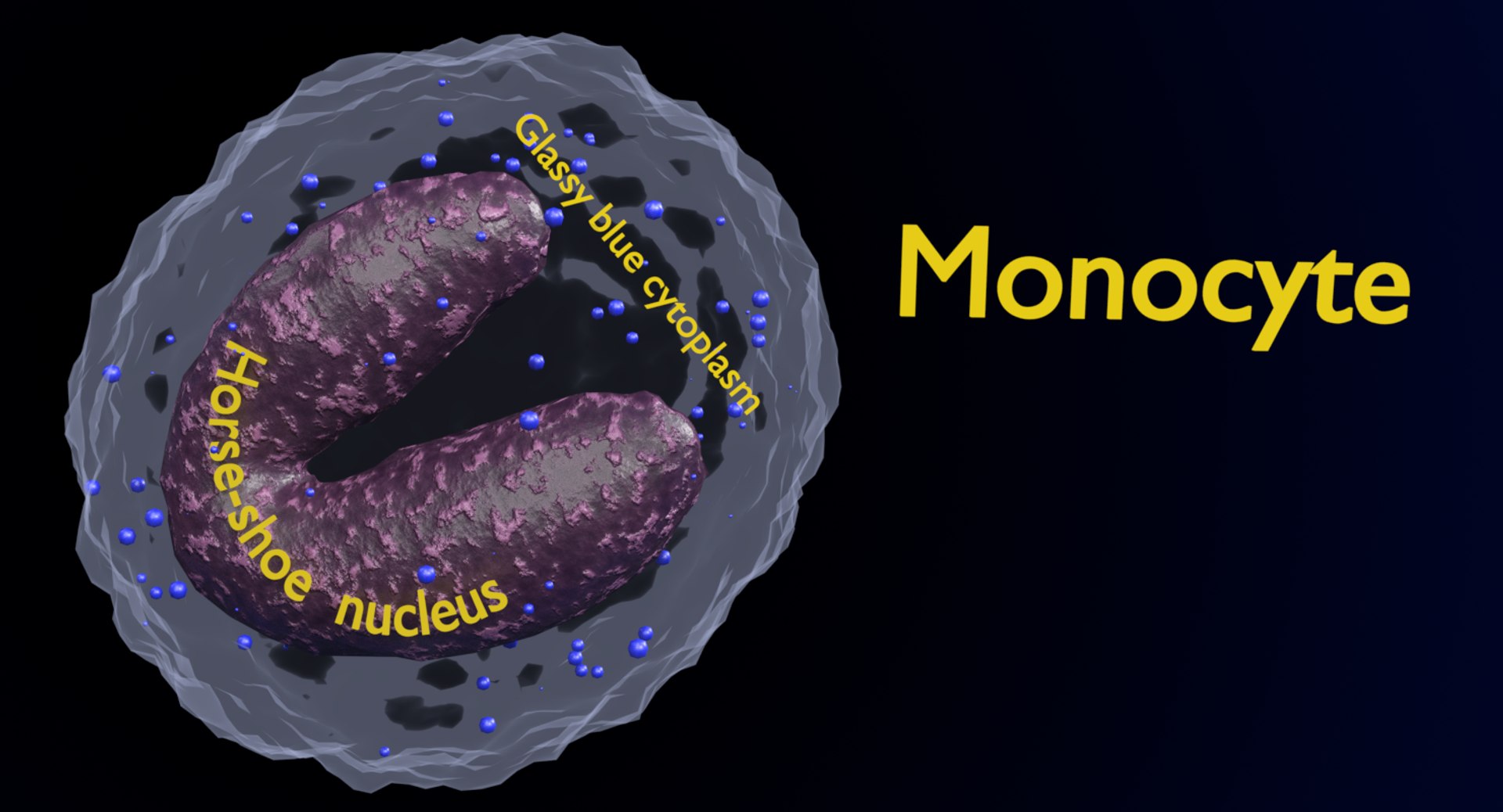 monocyte diagram labeled