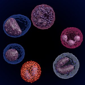 white blood cells lymphocyte 3D