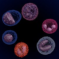 WHITE BLOOD CELLS LEUCOCYTES