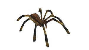 3D tarantula