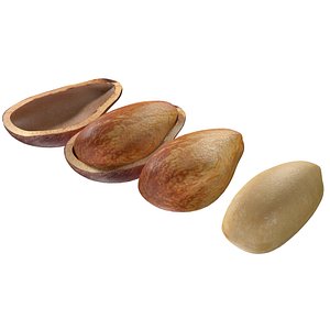 3D Cedar nut model