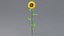 Cartoon Sunflower Collection