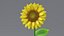 Cartoon Sunflower Collection