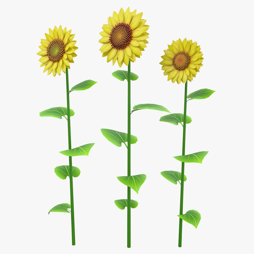 Cartoon Sunflower Collection 3D model https://p.turbosquid.com/ts-thumb/Y1/b58KQS/4o/sunflower_00_0001/jpg/1680179854/1920x1080/fit_q87/36d879593415fa892a7b759c40ad378804fb2e22/sunflower_00_0001.jpg