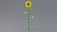 Cartoon Sunflower Collection