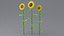 Cartoon Sunflower Collection