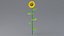 Cartoon Sunflower Collection
