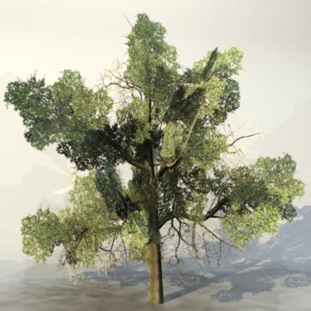 Max Pc Tree
