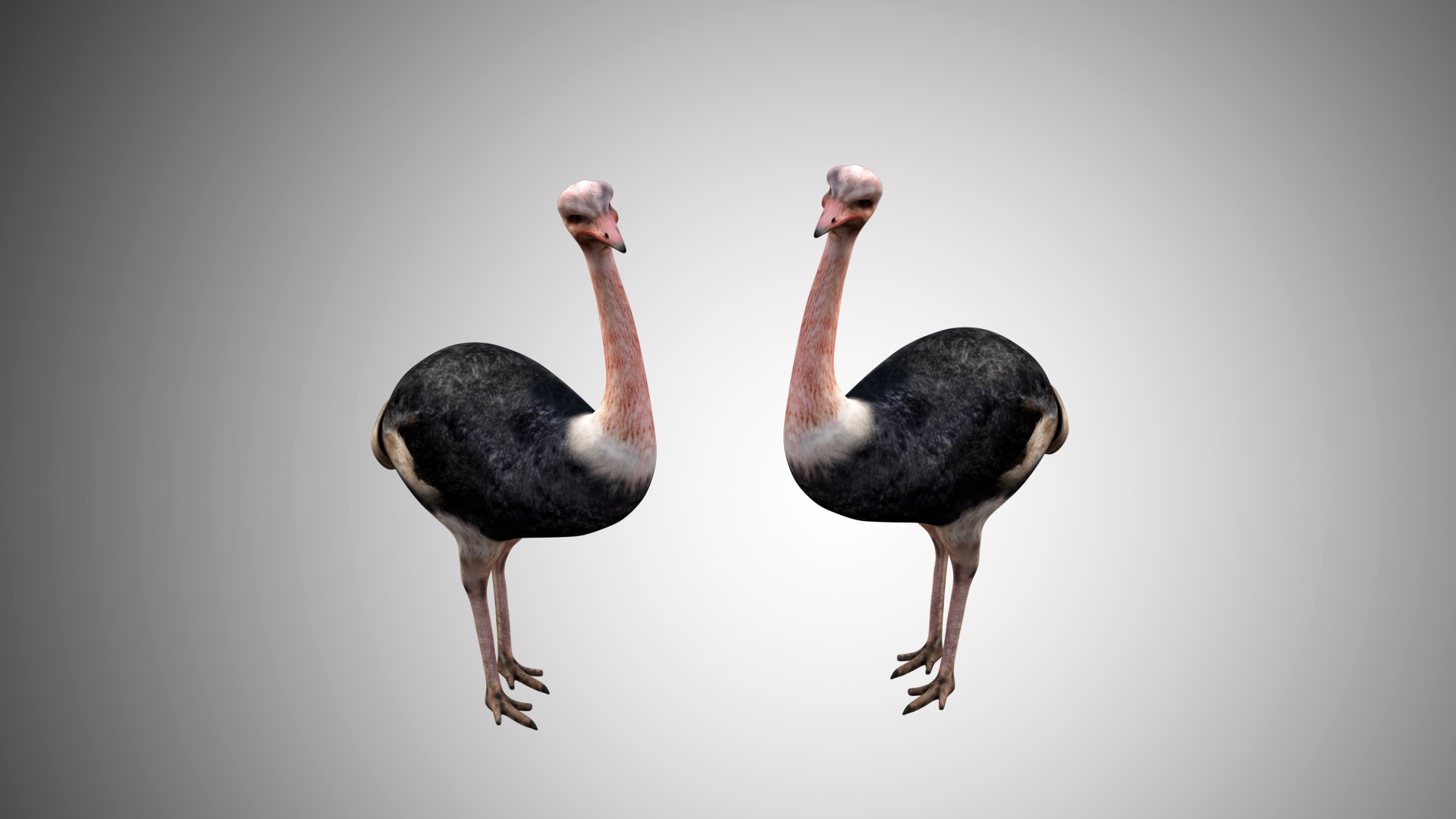 rigged realistic 3D model https://p.turbosquid.com/ts-thumb/Y1/kK8Mt5/10Tl627a/ostrich02/jpg/1597095496/1920x1080/fit_q87/2616467d693840df5dd63af418754092e691832b/ostrich02.jpg