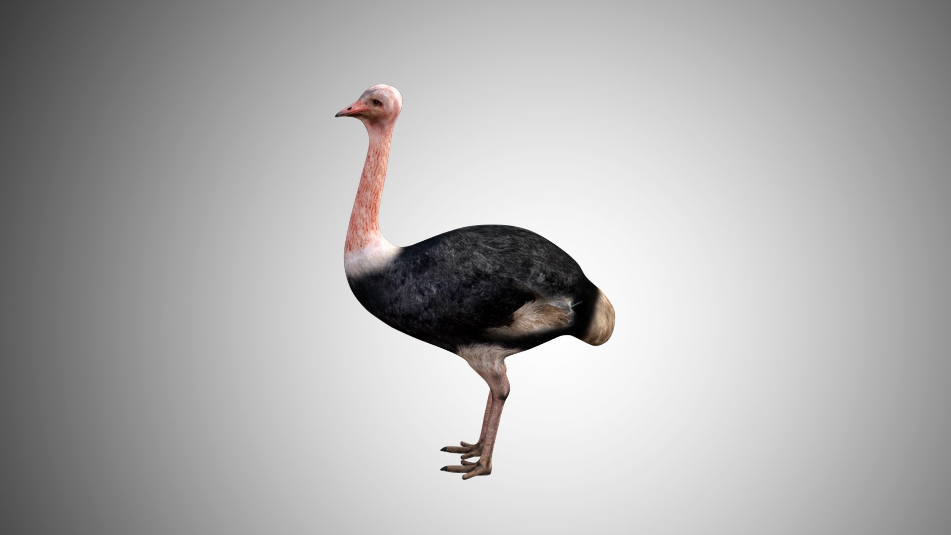 rigged realistic 3D model https://p.turbosquid.com/ts-thumb/Y1/kK8Mt5/2Z0SL6wM/ostrich07/jpg/1597095497/1920x1080/fit_q87/c01b66aee01d7a52b859ff8428cdd080e68b8e18/ostrich07.jpg