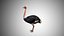 Collection d'oiseaux gréés Low Poly