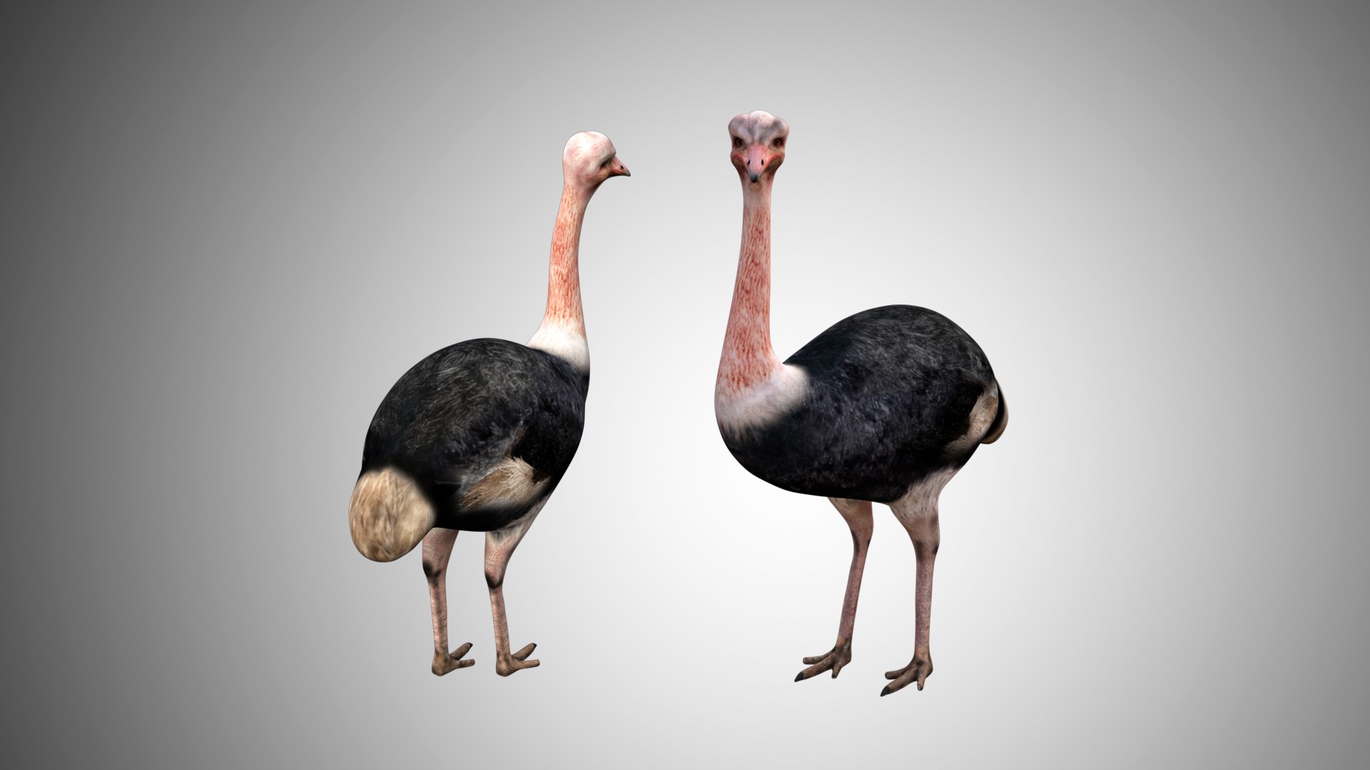 rigged realistic 3D model https://p.turbosquid.com/ts-thumb/Y1/kK8Mt5/4MXFc7GF/ostrich00/jpg/1597095496/1920x1080/fit_q87/559d64f12622ccfecd0634a6fc361bd44a534e06/ostrich00.jpg