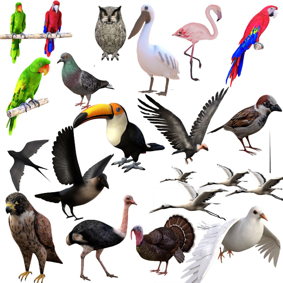 rigged realistic 3D model https://p.turbosquid.com/ts-thumb/Y1/kK8Mt5/5PRXp2OY/bird/jpg/1606970230/1920x1080/fit_q87/6462cb527655e6644d400cdfca1fd00d85987926/bird.jpg