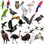 Collection d'oiseaux gréés Low Poly