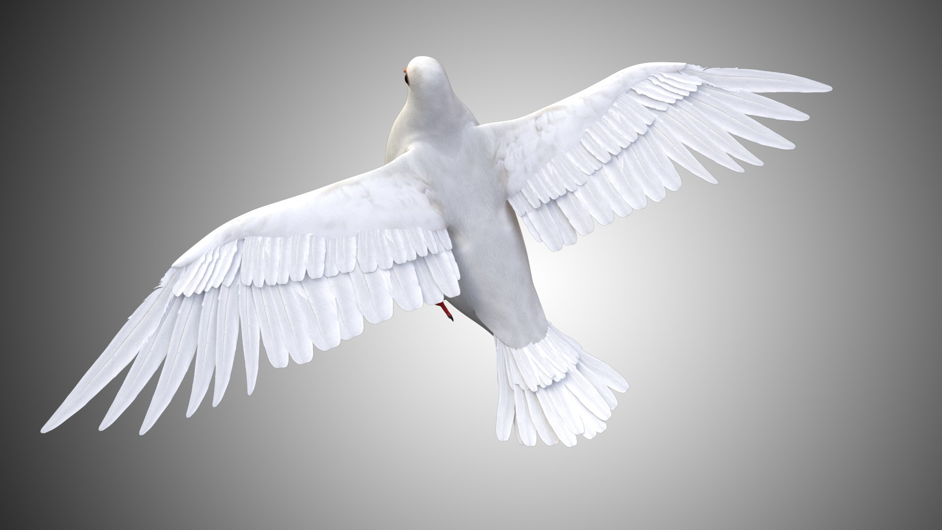 rigged realistic 3D model https://p.turbosquid.com/ts-thumb/Y1/kK8Mt5/8EvmyTqe/dove_01/jpg/1597095643/1920x1080/fit_q87/3e35327bb52023420617249c86f164b7eec69534/dove_01.jpg