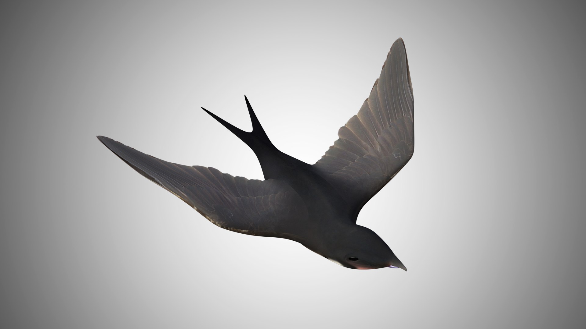 rigged realistic 3D model https://p.turbosquid.com/ts-thumb/Y1/kK8Mt5/AFJziHBa/swallow00/jpg/1597095764/1920x1080/fit_q87/484778fa095ed5df799ed103908c43eeefe2004b/swallow00.jpg