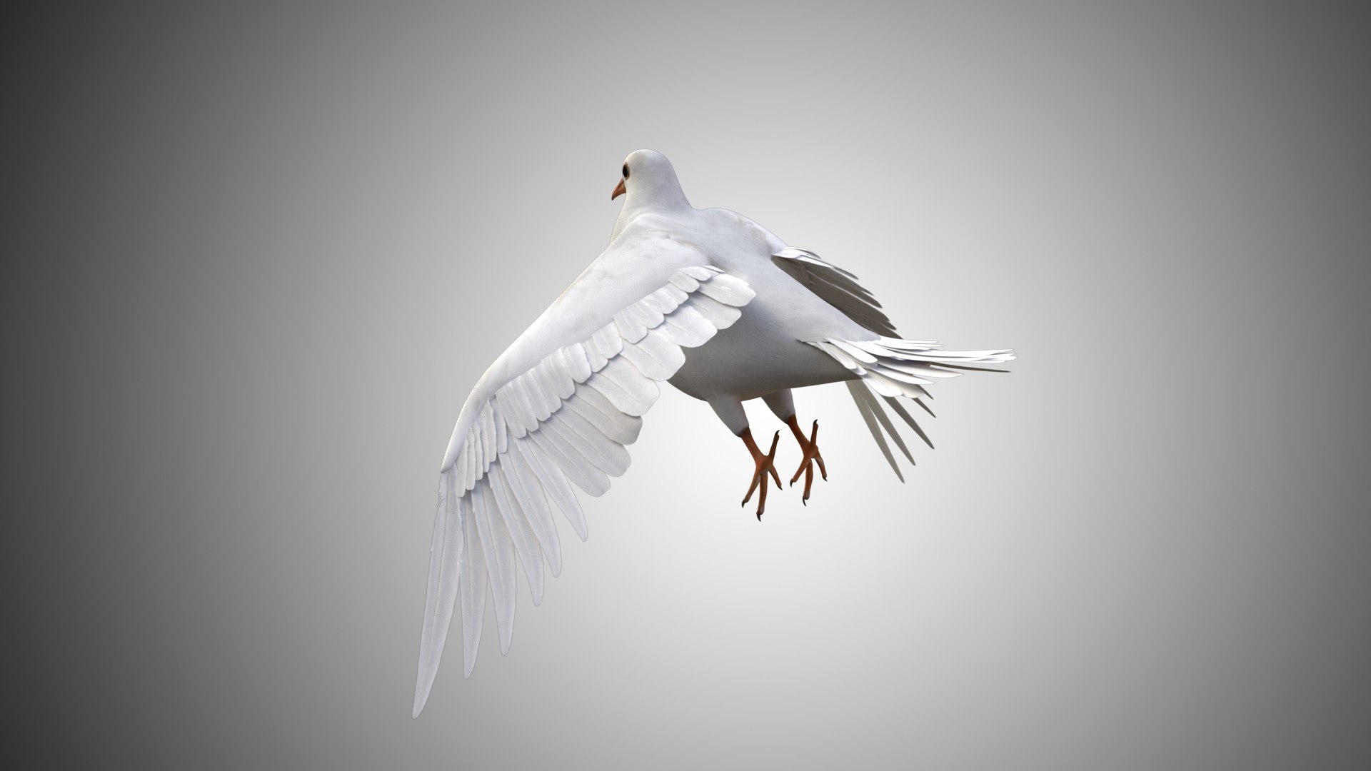 rigged realistic 3D model https://p.turbosquid.com/ts-thumb/Y1/kK8Mt5/CmhMUouy/dove_06/jpg/1597095643/1920x1080/fit_q87/64d6abfe5e9021423a3336a0caa0787d7cfbe527/dove_06.jpg