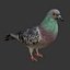 Collection d'oiseaux gréés Low Poly
