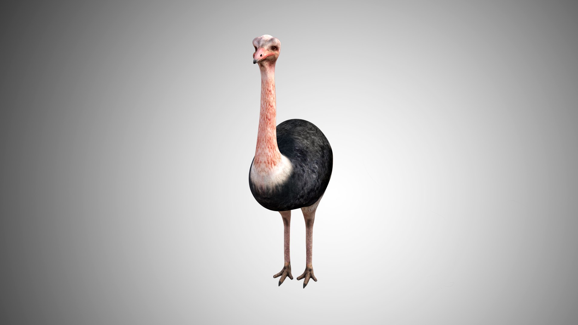 rigged realistic 3D model https://p.turbosquid.com/ts-thumb/Y1/kK8Mt5/Iom4BdLT/ostrich01/jpg/1597095496/1920x1080/fit_q87/6e3c4946682afa3b261575553b5579580a9b927f/ostrich01.jpg