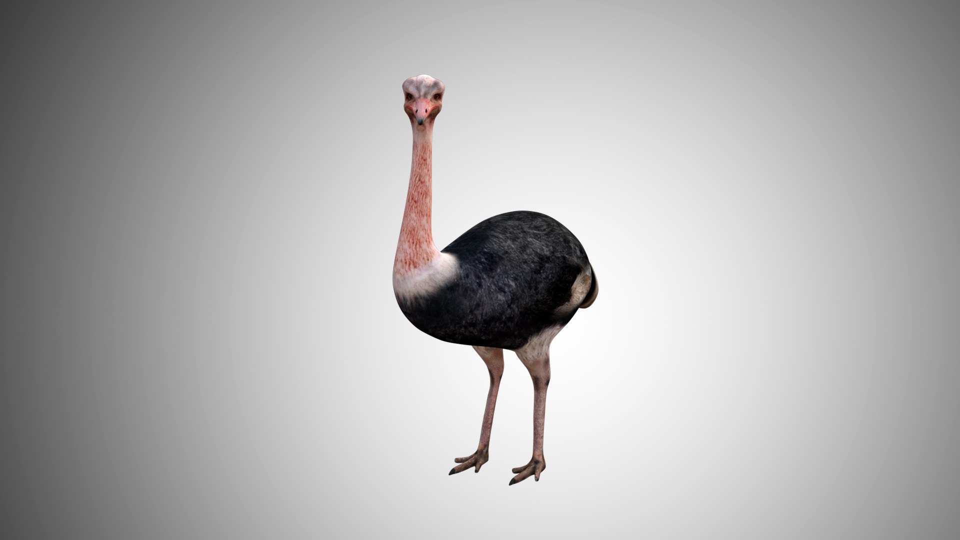 rigged realistic 3D model https://p.turbosquid.com/ts-thumb/Y1/kK8Mt5/LAArov1J/ostrich05/jpg/1597095497/1920x1080/fit_q87/4467e9e47973ee69ec4de57eededd671c0a97cbb/ostrich05.jpg