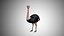 Collection d'oiseaux gréés Low Poly