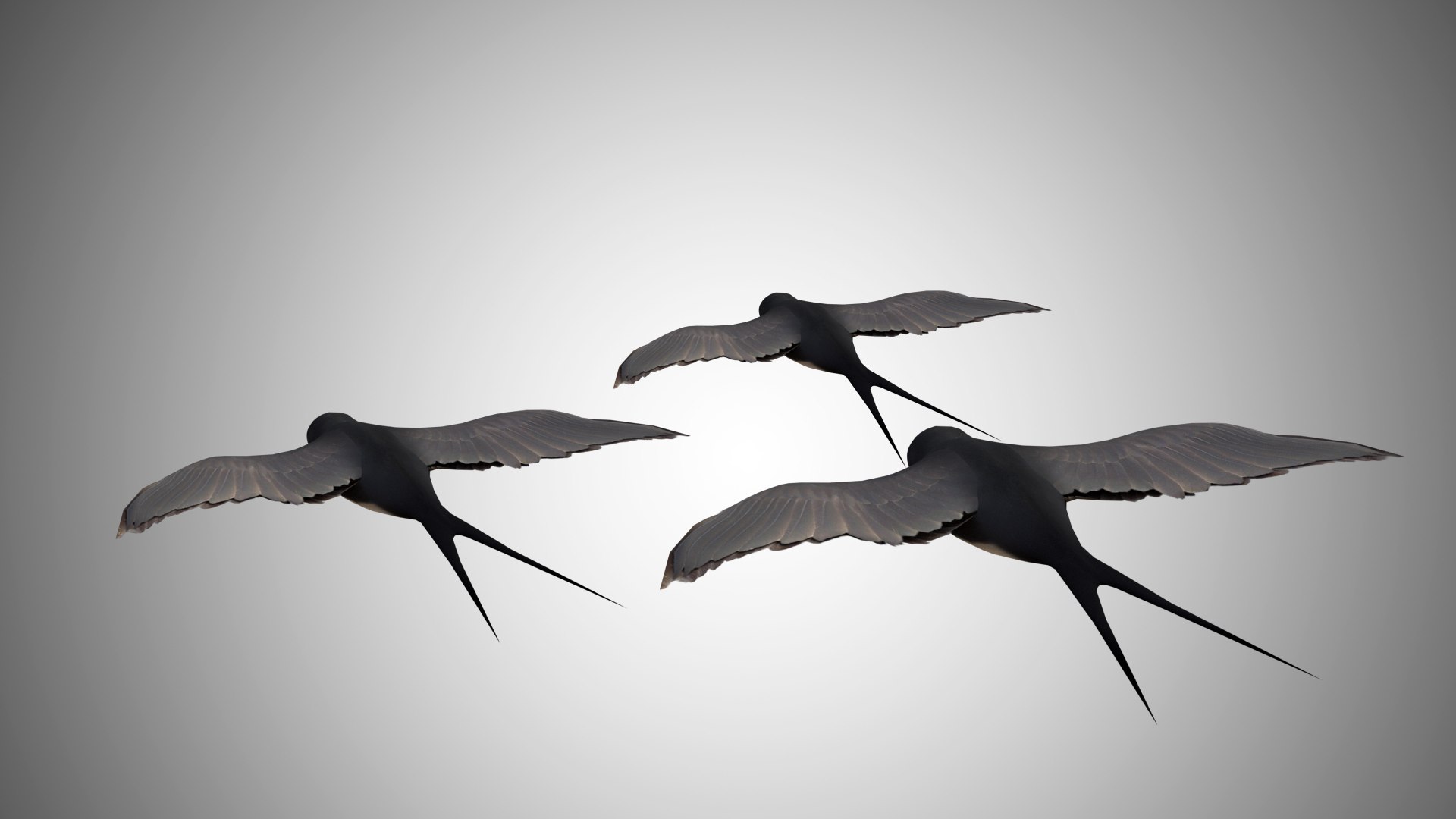 rigged realistic 3D model https://p.turbosquid.com/ts-thumb/Y1/kK8Mt5/LgmkZY5f/swallow03/jpg/1597095764/1920x1080/fit_q87/9da65610254fedcb8ce29a80f265018c56337cb4/swallow03.jpg