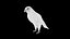Collection d'oiseaux gréés Low Poly