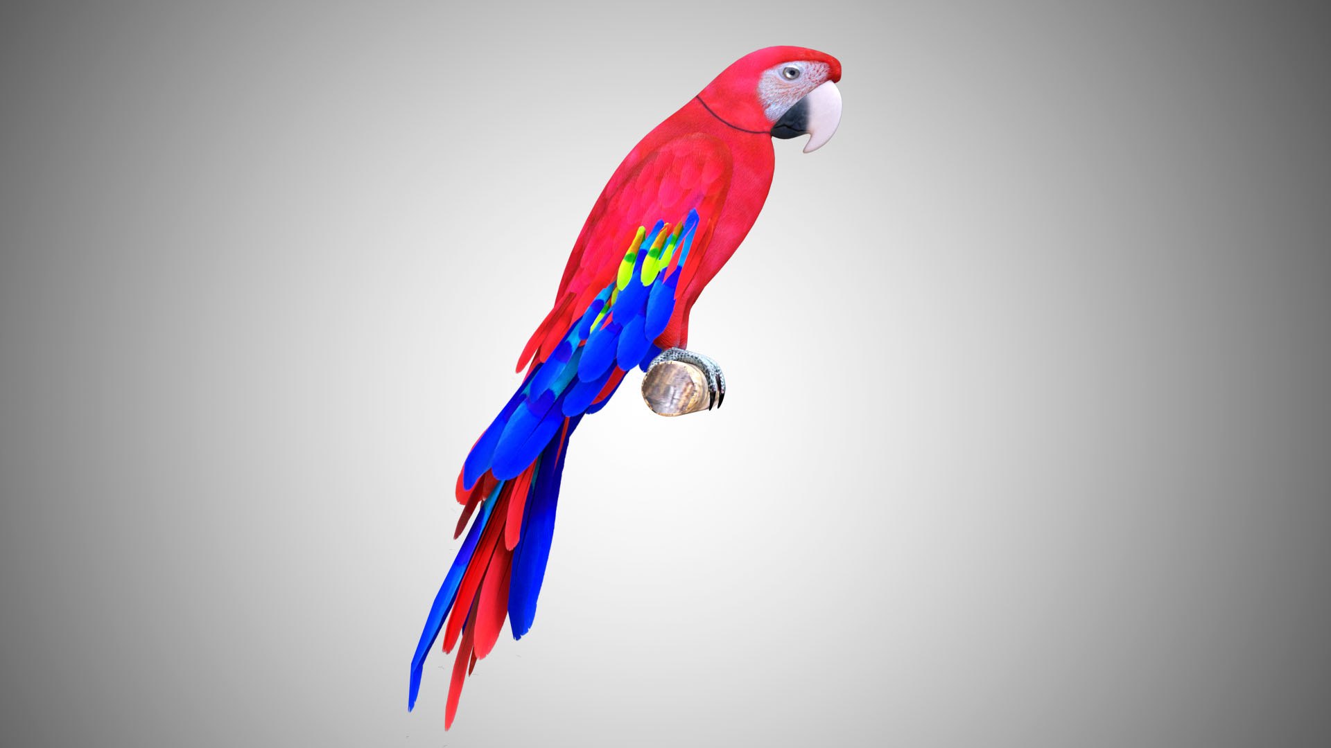 rigged realistic 3D model https://p.turbosquid.com/ts-thumb/Y1/kK8Mt5/Mynlcn8u/red_06/jpg/1597095459/1920x1080/fit_q87/7b3fa2bc9ab6d531c360d349155f2d69f5556182/red_06.jpg