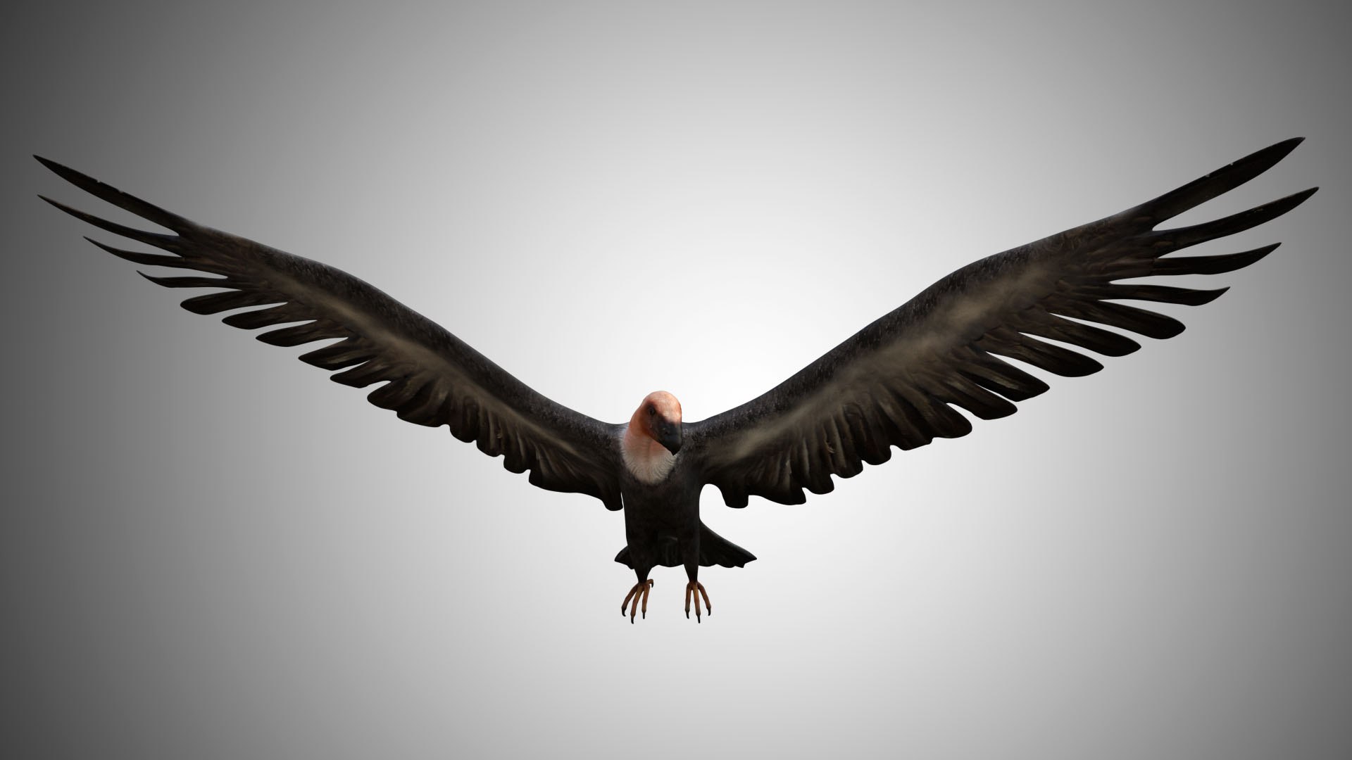 rigged realistic 3D model https://p.turbosquid.com/ts-thumb/Y1/kK8Mt5/Nnddum36/vulture04/jpg/1597095306/1920x1080/fit_q87/9baaeeb50ec7725ac1d5ab357b69cdb3149b8e76/vulture04.jpg