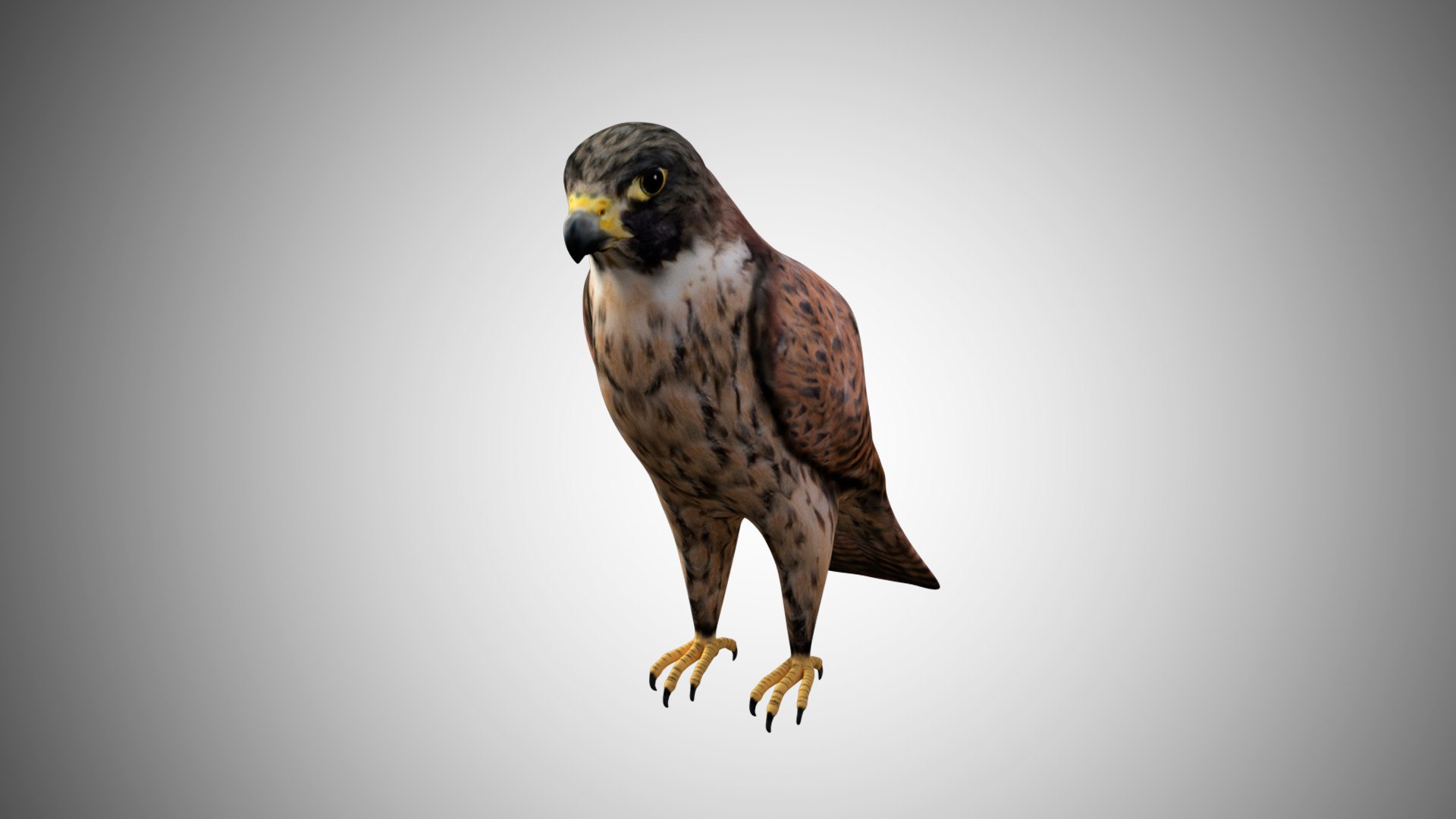 rigged realistic 3D model https://p.turbosquid.com/ts-thumb/Y1/kK8Mt5/RvpJEUeJ/falcon01/jpg/1597095673/1920x1080/fit_q87/0b8b168ab204dc6a39a7de6a00f5b8ffce2e9c99/falcon01.jpg