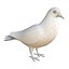 Collection d'oiseaux gréés Low Poly